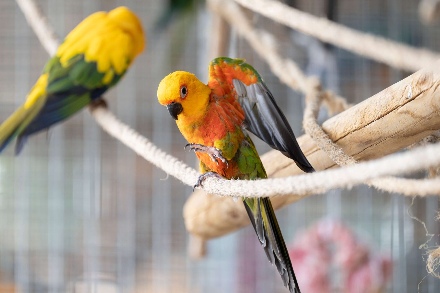 Quienes Somos – Birds Friends
